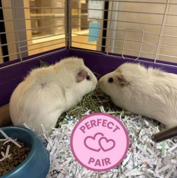 Rescue Guinea Pig Guinea Pigs for Adoption - Karen Plankton & Mrs. Puff (Perfect Pair) | PetCurious